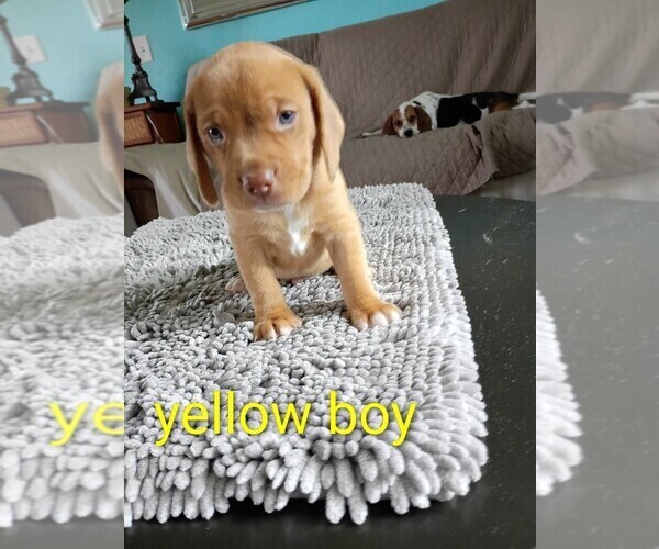 Medium Photo #13 Beagle Puppy For Sale in COCOA, FL, USA