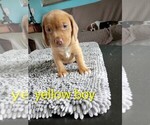Small #12 Beagle