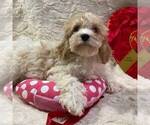 Small Photo #5 Cavapoo Puppy For Sale in DRY RUN, PA, USA
