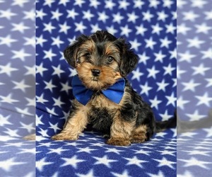 YorkiePoo Puppy for sale in NOTTINGHAM, PA, USA