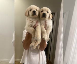 Golden Retriever Puppy for sale in PORT SAINT LUCIE, FL, USA