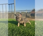 Small #3 French Bulldog