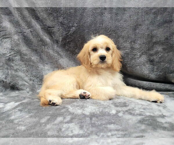 Medium Photo #5 Cavapoo Puppy For Sale in Lincolnwood, IL, USA