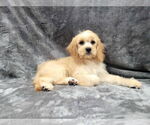 Small #4 Cavapoo