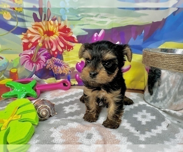 Medium Photo #6 Yorkshire Terrier Puppy For Sale in CASSVILLE, MO, USA