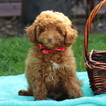 Small Poodle (Miniature)