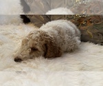 Small Photo #6 Goldendoodle Puppy For Sale in DAVIS, CA, USA