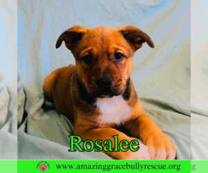 Rosalee - Female Chow Chow-Unknown Mix Dog for Adoption - Photo #25