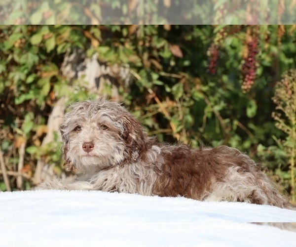 Medium Photo #4 ShihPoo Puppy For Sale in DYERSBURG, TN, USA
