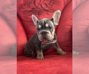 French Bulldog Puppy for sale in EASTVALE, CA, USA