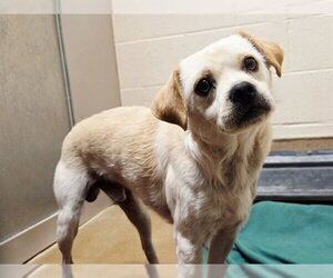 Mutt Dogs for adoption in Martinez, CA, USA