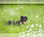 Small #9 Mutt