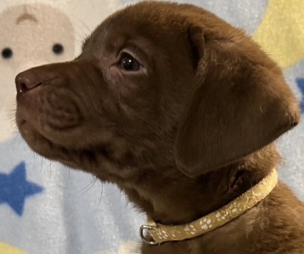 Medium Photo #18 Labrador Retriever Puppy For Sale in SPOTSYLVANIA, VA, USA