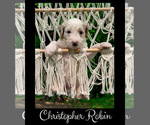 Small Photo #4 Bernedoodle Puppy For Sale in MENIFEE, CA, USA