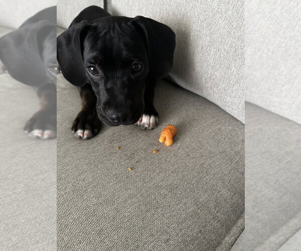 Medium Photo #4 Boxer-Unknown Mix Puppy For Sale in Springdale, PA, USA
