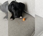 Small #3 Boxer Mix