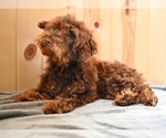 Small #4 Poodle (Toy)