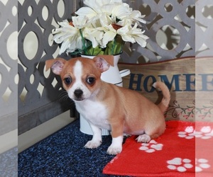 Chihuahua Puppy for sale in MOUNT VERNON, OH, USA