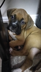 Boxer Puppy for sale in ANTIOCH, CA, USA