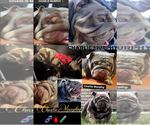 Small Photo #1 English Bulldog Puppy For Sale in S DAYTONA, FL, USA