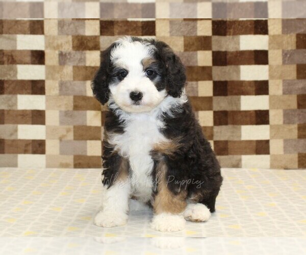 Medium Photo #3 Bernedoodle (Miniature) Puppy For Sale in DENVER, PA, USA