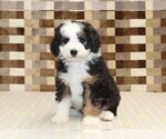 Small #2 Bernedoodle (Miniature)