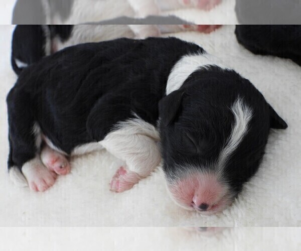 Medium Photo #7 Bordoodle Puppy For Sale in CARLISLE, KY, USA
