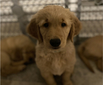 Small Photo #3 Golden Retriever Puppy For Sale in FRANKFORT, KY, USA