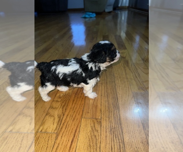 Medium Photo #3 Cavapoo (Miniature) Puppy For Sale in QUINCY, MI, USA