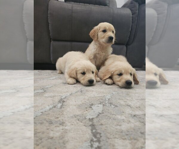 Medium Photo #3 Golden Retriever Puppy For Sale in SACRAMENTO, CA, USA