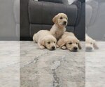 Small #2 Golden Retriever