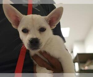 Chihuahua-Unknown Mix Dogs for adoption in Corona, CA, USA