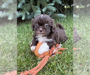 Shih Tzu Puppy for sale in MIDDLEBURY, IN, USA