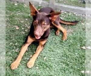 Mutt Dogs for adoption in garner, NC, USA