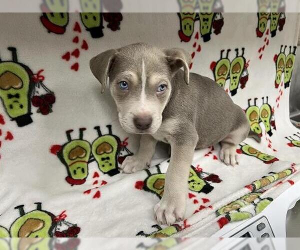 Medium Photo #1 Siberian Husky-Unknown Mix Puppy For Sale in HESPERIA, CA, USA