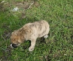 Small Photo #3 Border Collie-Bullmastiff Mix Puppy For Sale in GRANTSBURG, WI, USA