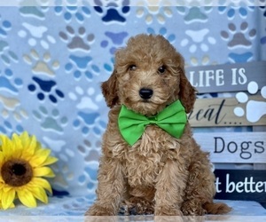 Poodle (Toy) Puppy for sale in LANCASTER, PA, USA