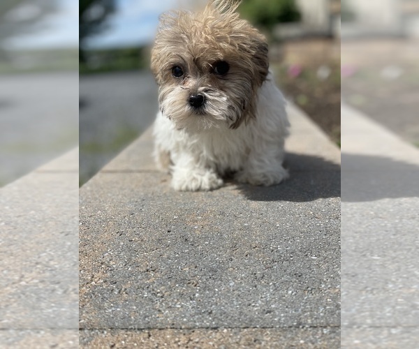 Medium Photo #3 Havanese Puppy For Sale in CANOGA, NY, USA