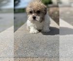 Small #2 Havanese