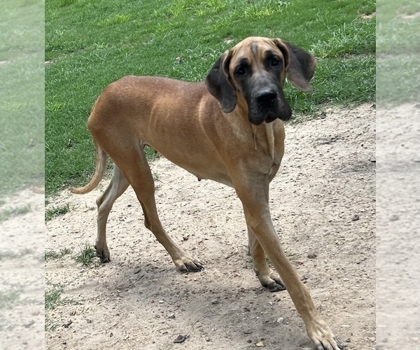 Medium Photo #1 Great Dane Puppy For Sale in CLANTON, AL, USA
