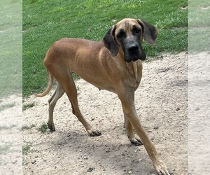 Mother of the Great Dane puppies born on 08/25/2025