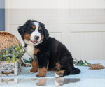 Puppy Bootsie Bernese Mountain Dog