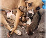 Small #4 Boxer Mix