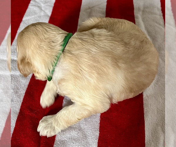 Medium Photo #7 Goldendoodle Puppy For Sale in SIGNAL MOUNTAIN, TN, USA