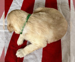 Small Photo #7 Goldendoodle Puppy For Sale in SIGNAL MOUNTAIN, TN, USA