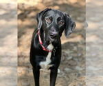 Small #4 Great Dane-Labrador Retriever Mix