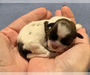 Chihuahua Puppy for sale in CHIPLEY, FL, USA