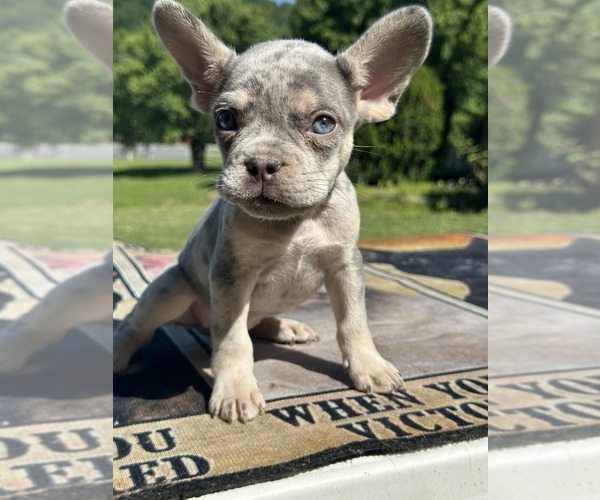 Medium Photo #5 French Bulldog Puppy For Sale in COVINGTON, VA, USA