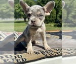 Small #4 French Bulldog