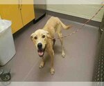 Small Labrador Retriever Mix